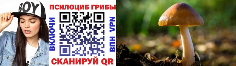 где купить наркоту  кракен ТОР  Псилоцибиновые грибы Cubensis  Бакал 